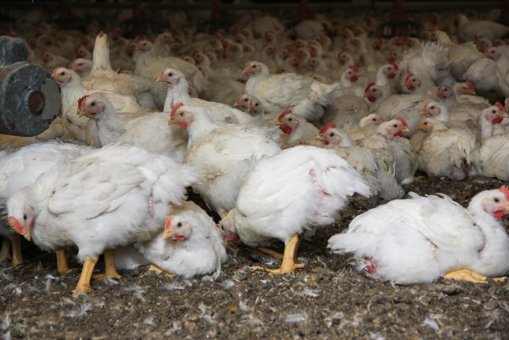 Opportunities and Challenges to Improve Unfair and Deceptive Practices in the Poultry Industry